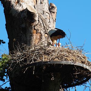 European white storks (Ciconia ciconia) on nests with chicks, 2019-05-31