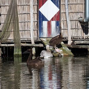 Juvenile great white pelicans (Pelecanus onocrotalus) and juvenile Dalmatian pelican (Pelecanus crispus), 2019-05-31