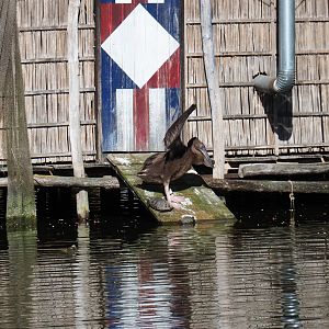 Juvenile great white pelican (Pelecanus onocrotalus), 2019-05-31