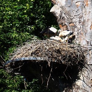 European white storks (Ciconia ciconia) on nests with chicks, 2019-05-31