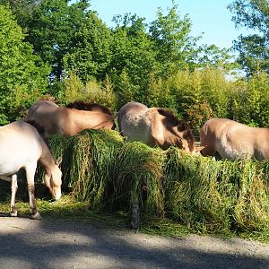 Przewalski's horses (Equus ferus przewalskii) feeding on fresh grass, 2019-05-31