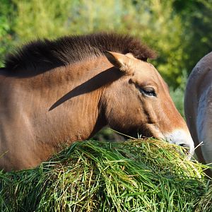 Przewalski's horse (Equus ferus przewalskii) feeding on fresh grass, 2019-05-31