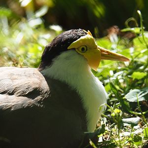 Masked lapwing (Vanellus miles miles), 2019-05-31