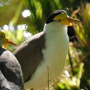 Masked lapwing (Vanellus miles miles), 2019-05-31