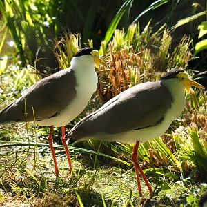 Masked lapwings (Vanellus miles miles), 2019-05-31