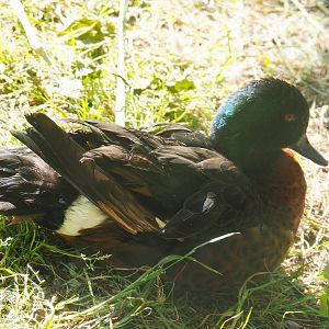Chestnut teal (Anas castanea), 2019-05-31