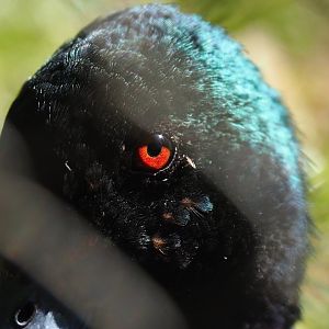 Chestnut teal (Anas castanea), 2019-05-31