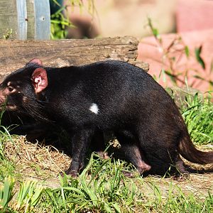 Tasmanian devil (Sarcophilus harrisii), 2019-05-31