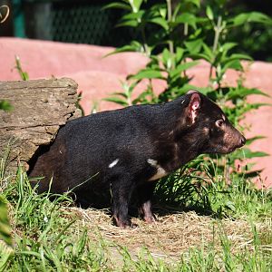 Tasmanian devil (Sarcophilus harrisii), 2019-05-31
