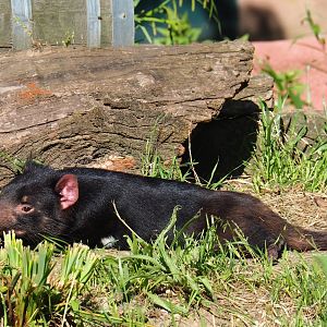 Tasmanian devil (Sarcophilus harrisii), 2019-05-31