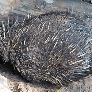 South-east Australian short-beaked echidna (Tachyglossus aculeatus aculeatus), 2019-05-31