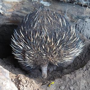 South-east Australian short-beaked echidna (Tachyglossus aculeatus aculeatus), 2019-05-31