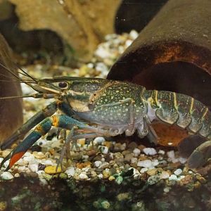 Australian red-clawed crayfish (Cherax quadricarinatus), 2019-05-31