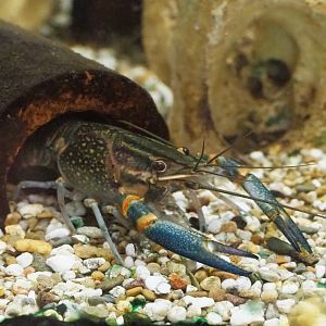 Australian red-clawed crayfish (Cherax quadricarinatus), 2019-05-31
