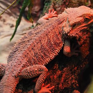Central bearded dragon (Pogona vitticeps), 2019-05-31