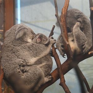 Queensland koalas (Phascolarctos cinereus adustus), 2019-05-31