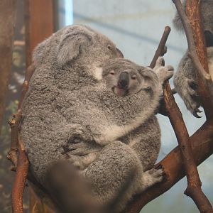 Queensland koalas (Phascolarctos cinereus adustus), 2019-05-31