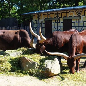 Ankole-Watusi cattle (Bos taurus taurus x B. t. indicus), 2019-05-31