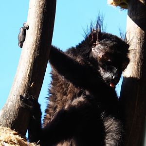 Black lemur (Eulemur macaco), 2019-05-31