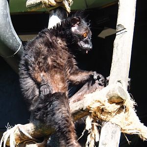 Black lemur (Eulemur macaco), 2019-05-31