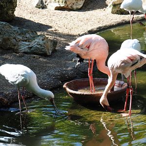 Lesser flamingos (Phoeniconaias minor) and African spoonbills (Platalea alba) foraging, 2019-05-31