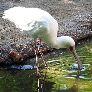 African spoonbill (Platalea alba) foraging, 2019-05-31