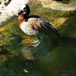White-faced whistling duck (Dendrocygna viduata), 2019-05-31