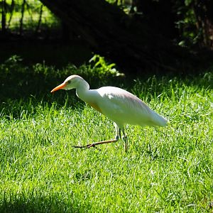 Western cattle egret (Bubulcus ibis ibis), 2019-05-31