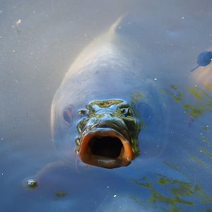 Common carp (Cyprinus carpio carpio), 2019-05-31