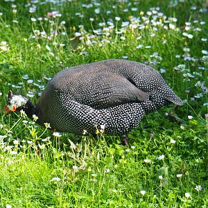Helmeted guineafowl (Numida meleagris), 2019-05-31