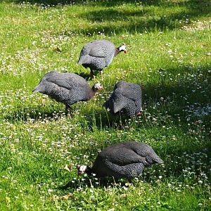 Helmeted guineafowl (Numida meleagris), 2019-05-31