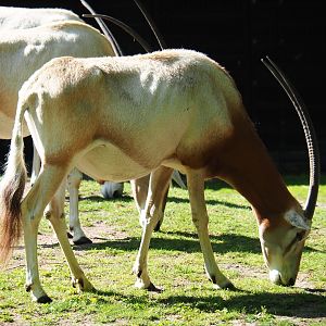 Scimitar-horned oryx (Oryx dammah), 2019-05-31