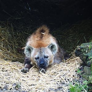 Spotted hyena (Crocuta crocuta), 2019-05-31