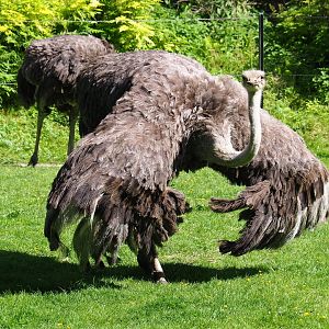 Ostrich (Struthio camelus), 2019-05-31
