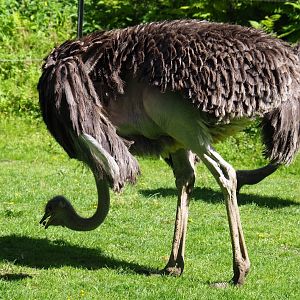 Ostrich (Struthio camelus), 2019-05-31