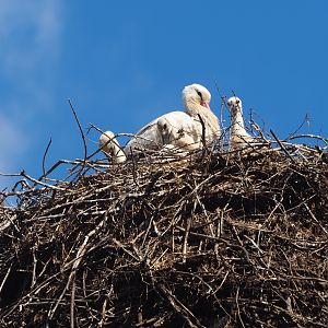 European white storks (Ciconia ciconia) on nests with chicks, 2019-05-31
