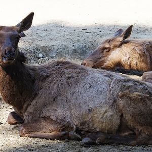 Rocky Mountain wapiti (Cervus canadensis nelsoni), 2019-05-31