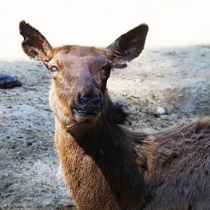 Rocky Mountain wapiti (Cervus canadensis nelsoni), 2019-05-31