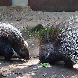 Southern African porcupines (Hystrix africaeaustralis), 2019-05-31