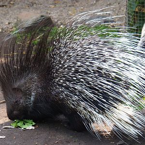 Southern African porcupine (Hystrix africaeaustralis), 2019-05-31