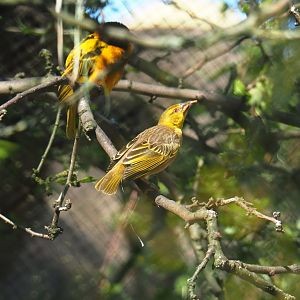 Female village weaver (Ploceus cucullatus), 2019-05-31