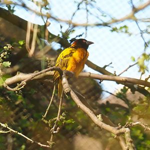 Male village weaver (Ploceus cucullatus), 2019-05-31