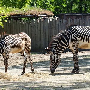 Grévy's zebras (Equus grevyi), 2019-05-31