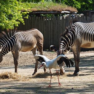 Grévy's zebras (Equus grevyi) and European white stork (Ciconia ciconia), 2019-05-31