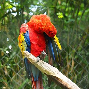 Preening scarlet macaw (Ara macao), 2019-05-31