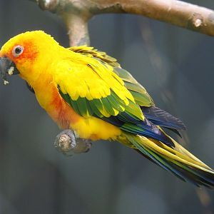 Sun conure (Aratinga solstitialis), 2019-05-31