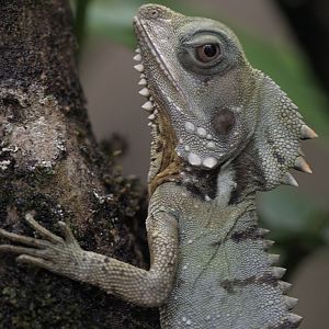 Boyd's forest dragon