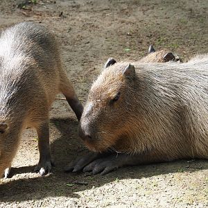 Capybaras (Hydrochoerus hydrochaeris), 2019-05-31