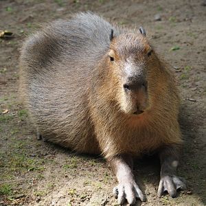 Capybara (Hydrochoerus hydrochaeris), 2019-05-31