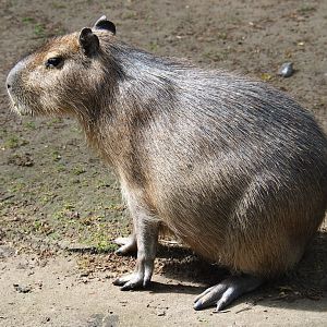 Capybara (Hydrochoerus hydrochaeris), 2019-05-31